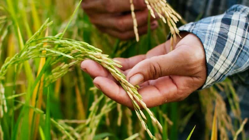 CNP comercializa sólo arroz nacional