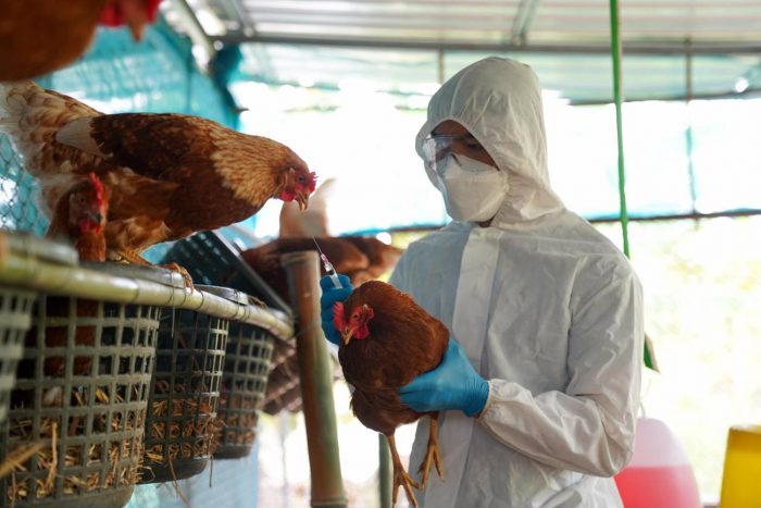 Gripe aviar H5N2 es poco transmisible entre humanos