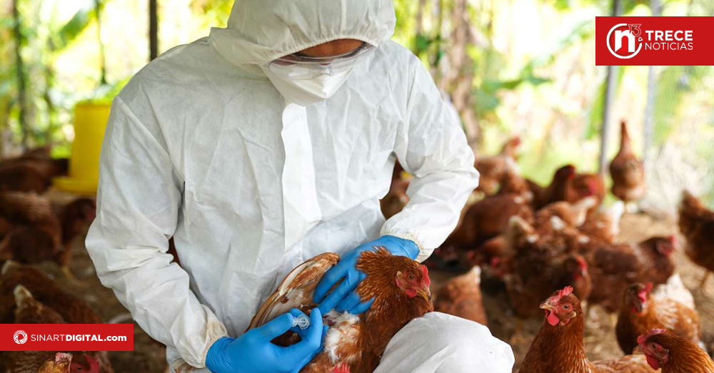 Chile suspende importaciones avícolas de Argentina por gripe aviar y reanuda las de Brasil