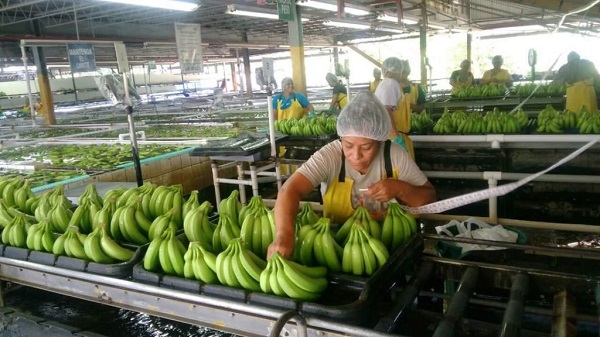 Bananeras liquidarán a 111 trabajadores tras pérdidas por baja en el dólar