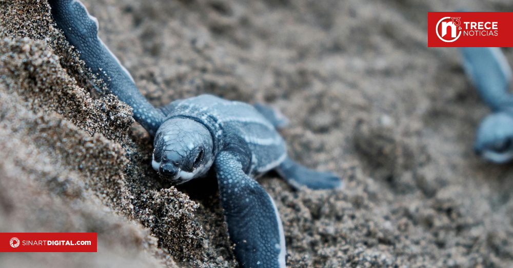 Desove de tortugas Baula inicia en marzo: expertos llaman a protegerlas