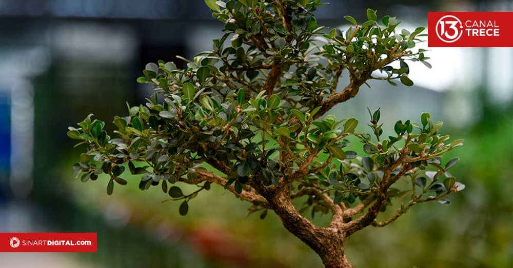 Jardín Botánico Lankester se embellecerá con bonsáis