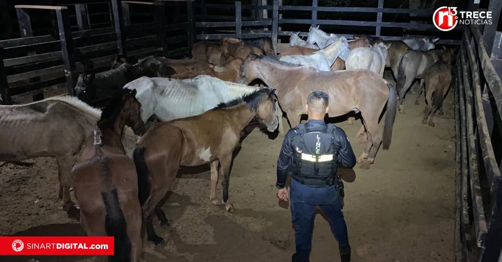 Intentan ingresar al país 21 caballos desnutridos, con úlceras y gusanos 
