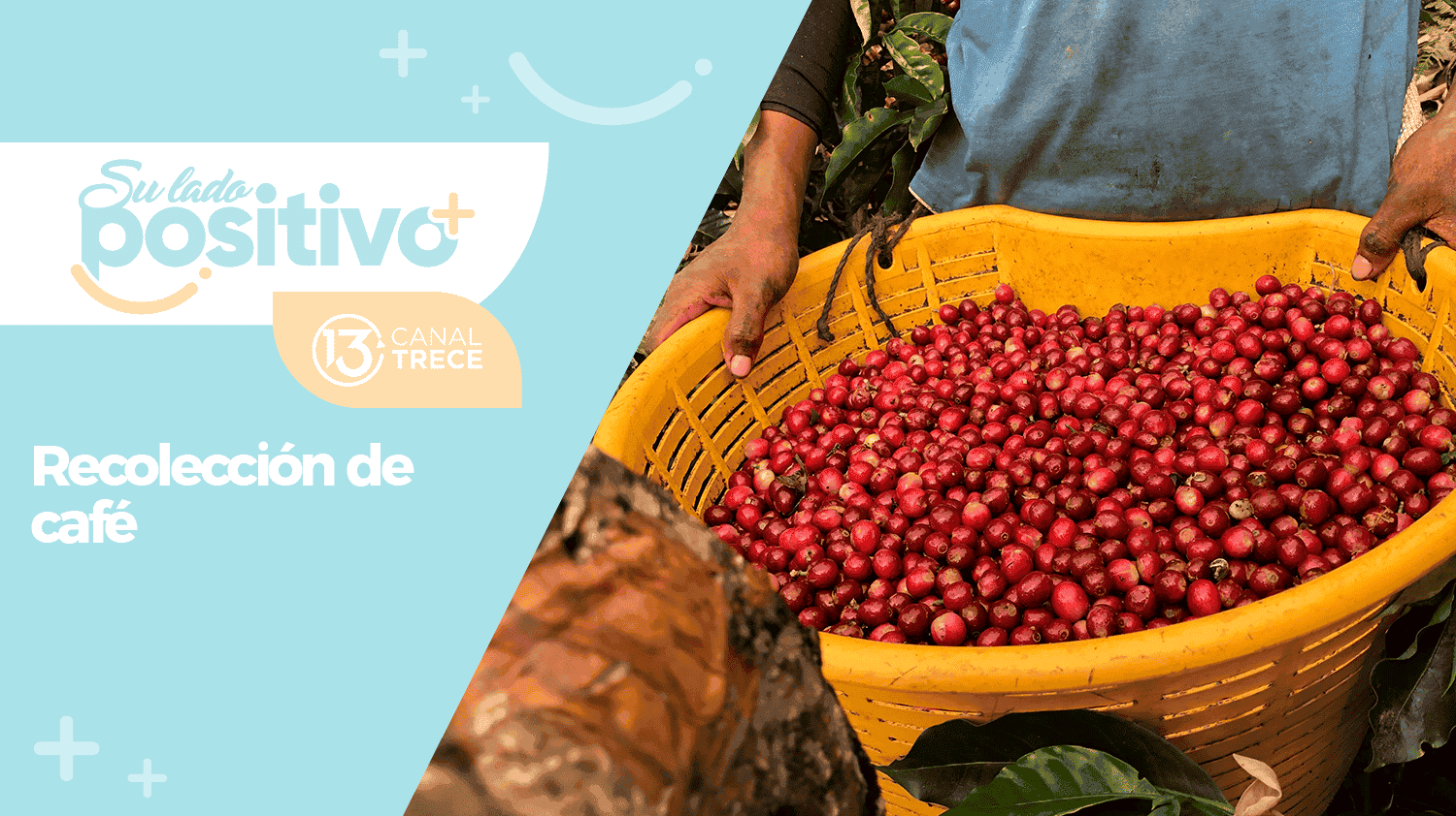 Recolección de Café