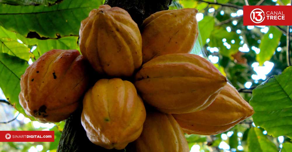 Cacao y Café | Dominio documental 