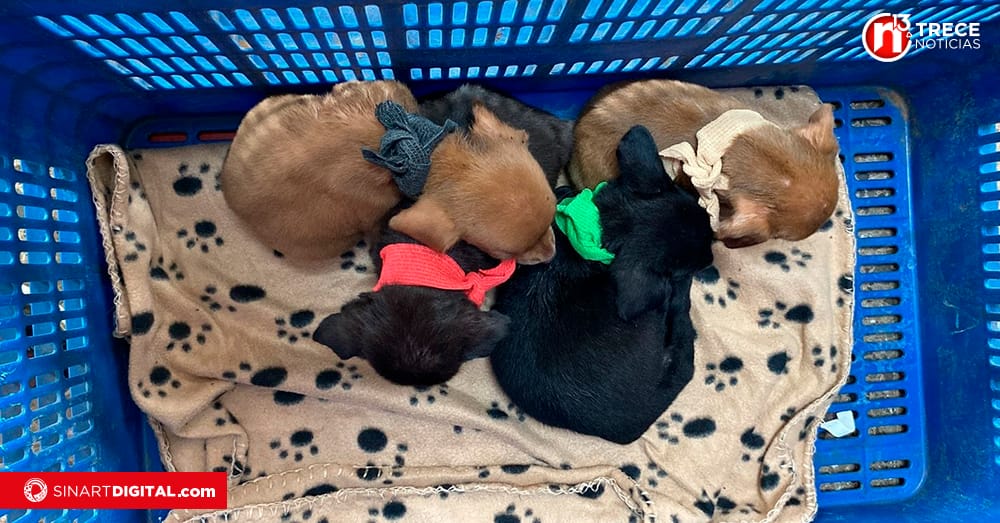 Seis perros desnutridos, con pulgas y heridas en la piel sobrevivían en finca