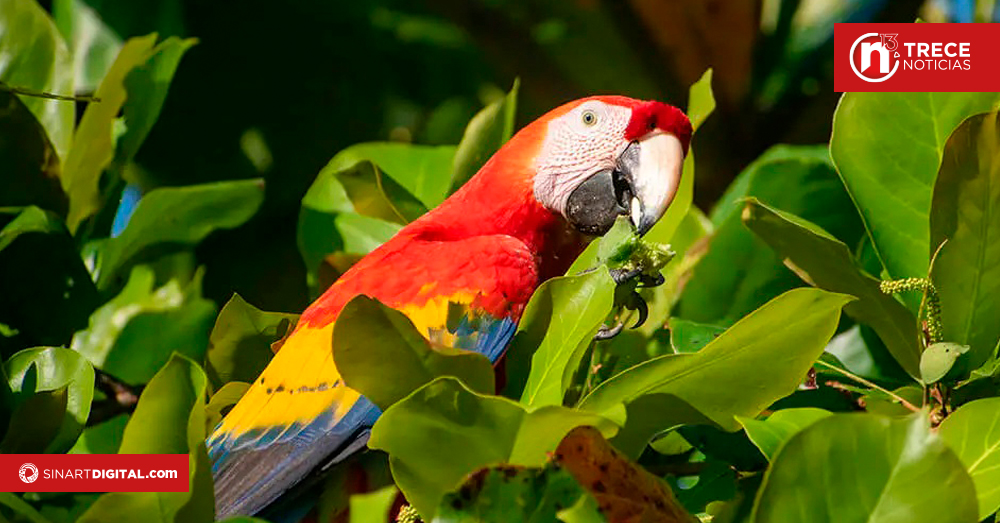 Parque Nacional Carara tendrá festival ambiental por aniversario