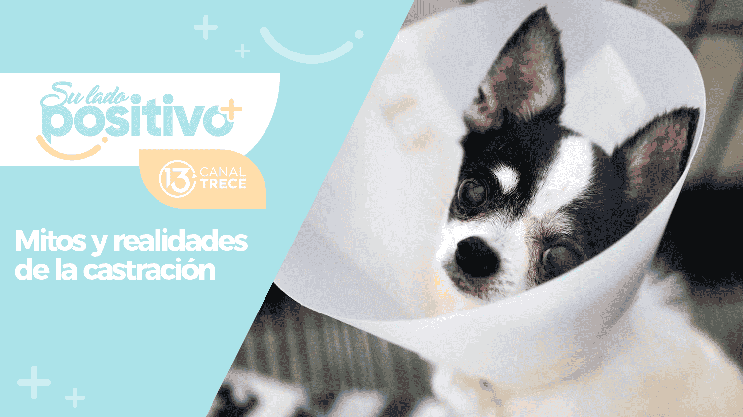 Mitos y realidades de la castración de mascotas