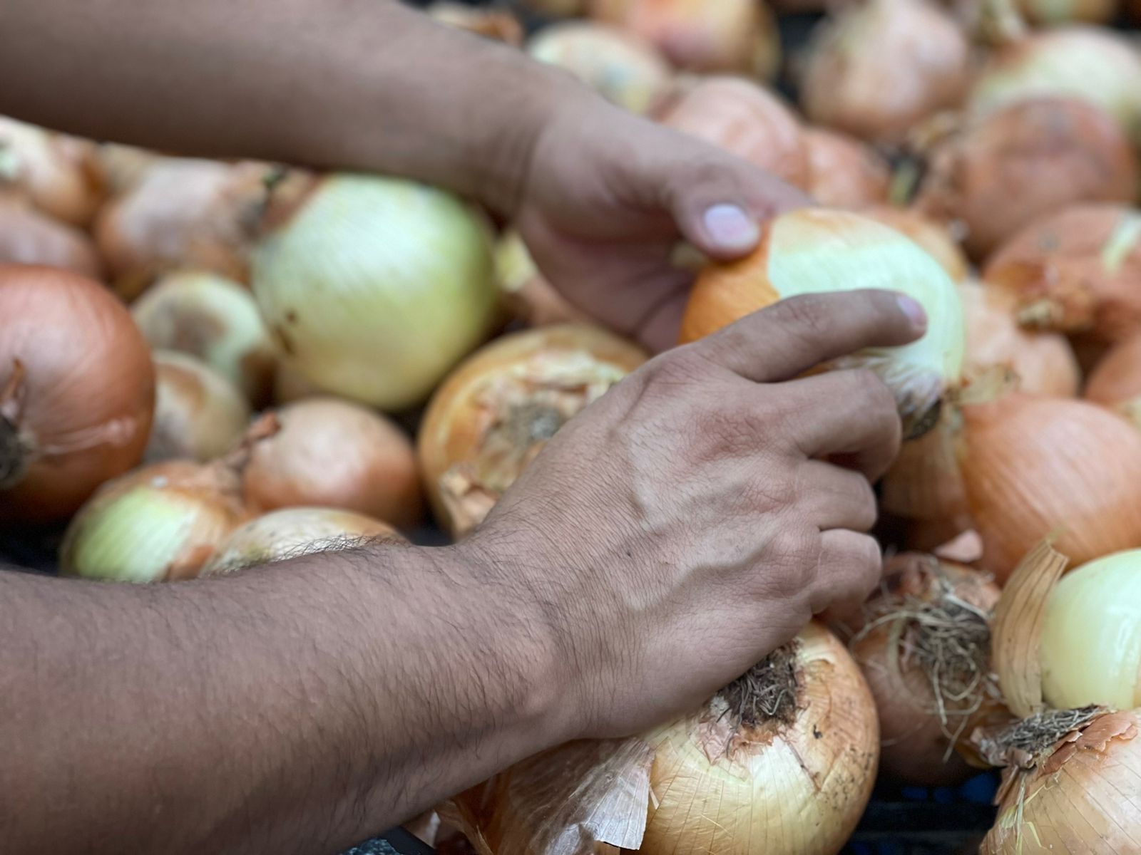 Cebolla bajó ₡330 colones para este fin de semana 