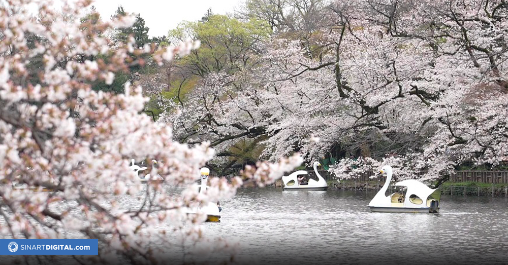 La floración plena del cerezo, espectáculo para turistas y locales en Tokio