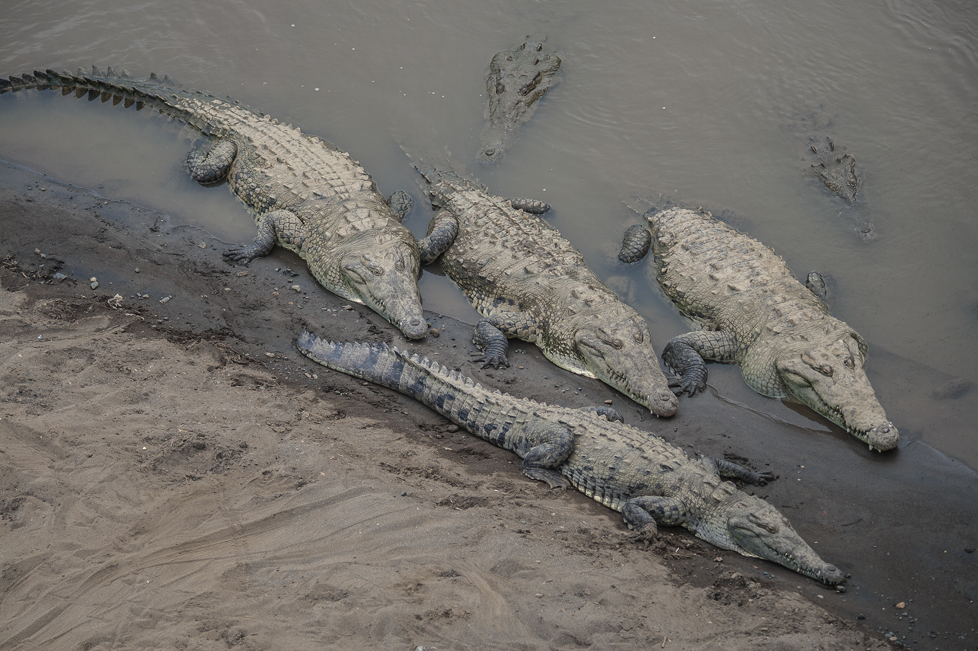 Aumento de cocodrilos en playas podría suscitarse por período de apareamiento