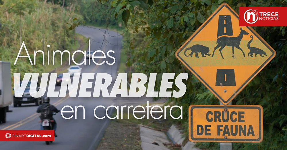 Piden a conductores estar atentos al paso de animales silvestres por las carreteras