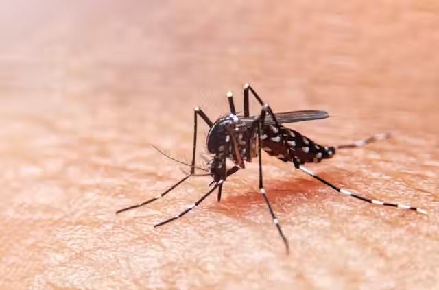 Costa Rica pondría vacuna contra el dengue el próximo año: ¿Cómo lo haría?