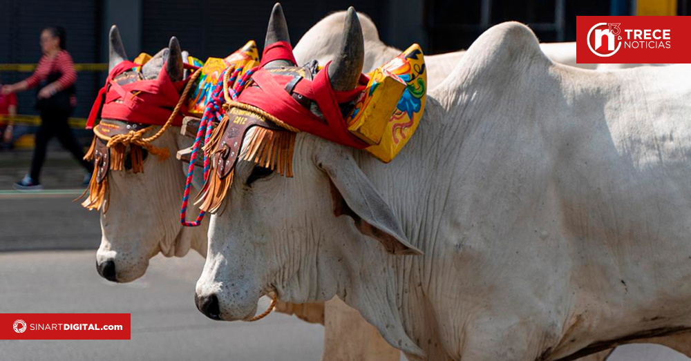 Desfile Nacional Navideño de Boyeros será en Guadalupe este domingo 