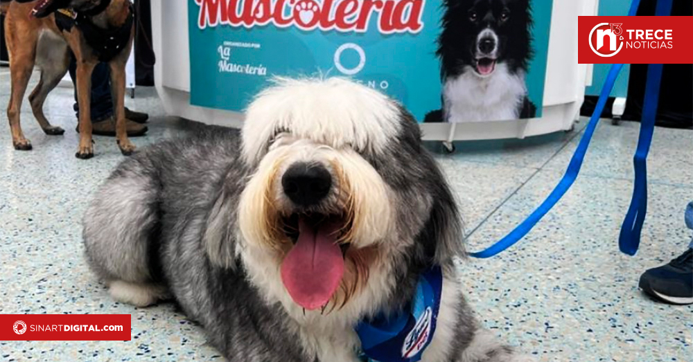 Este fin de semana descubra como mejorar el bienestar de su mascota