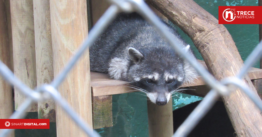 Fiscalía recibió más de 2.000 denuncias por tala y tráfico de vida silvestre en 2024