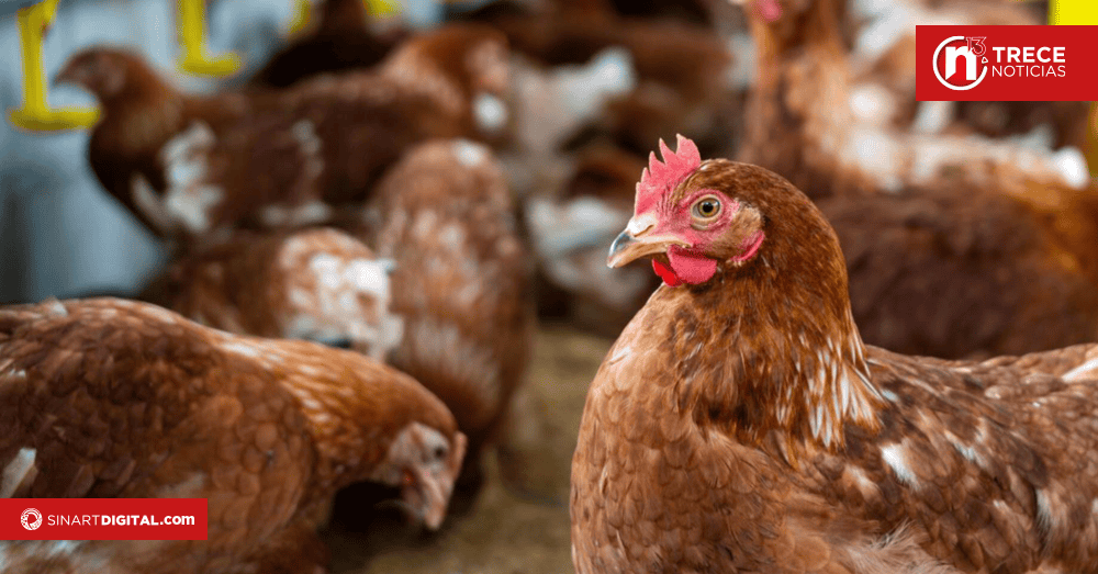 SENASA refuerza inspecciones en fronteras ante caso de influenza aviar en Panamá