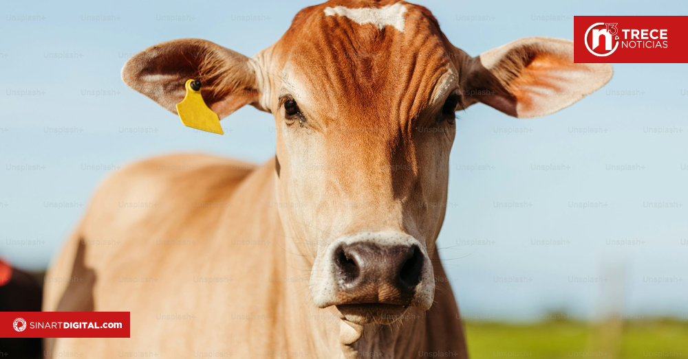 Cada vez más, grupos narco buscan legitimar dinero comprando ganado