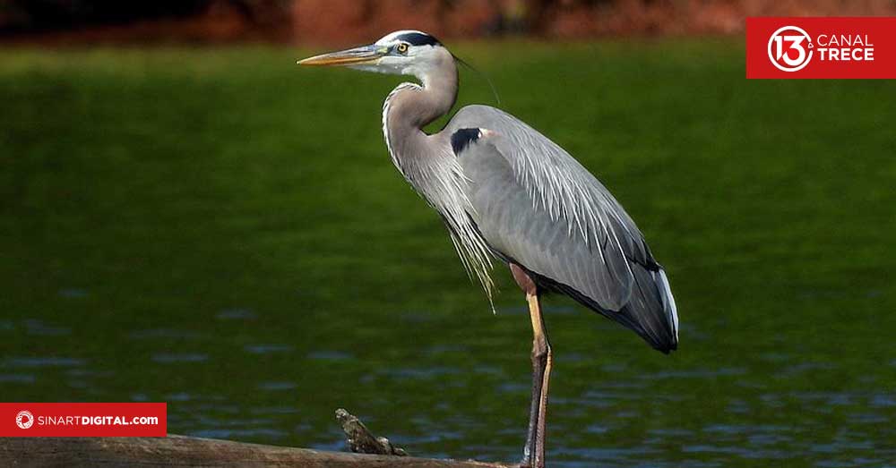Guatuso alberga concentración de 1.000 garzas agamí, UNED impulsa acciones para su conservación