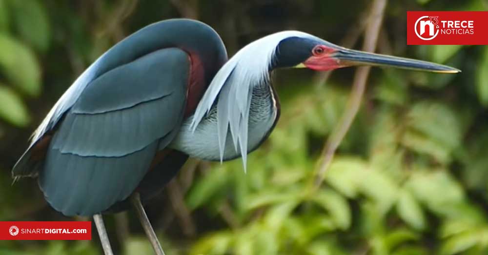 UNED trabaja junto con las comunidades para observar y proteger la fauna