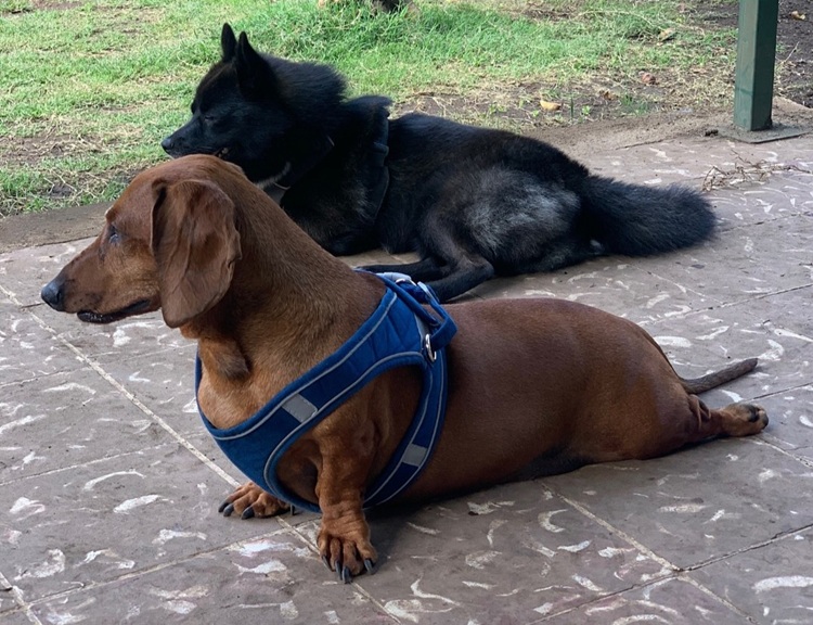 Guardería de perros 