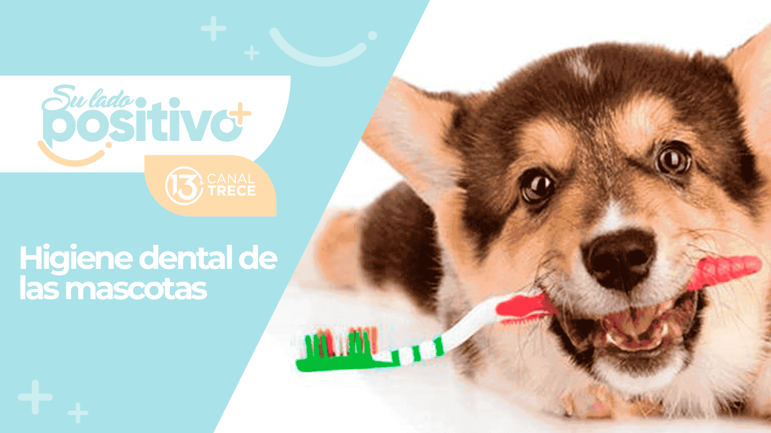 Limpieza dental en mascotas