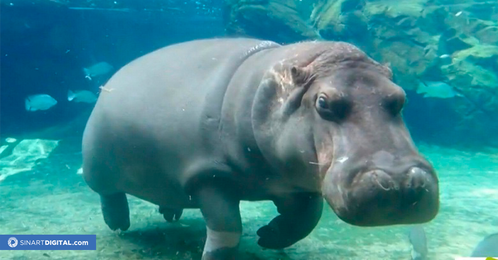 El hipopótamo que vino de México como macho y en Japón resultó ser hembra