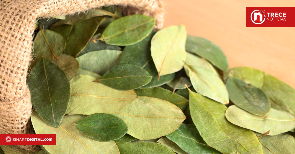 México y Bolivia se sumarán al pedido de Colombia ante ONU para despenalizar la coca