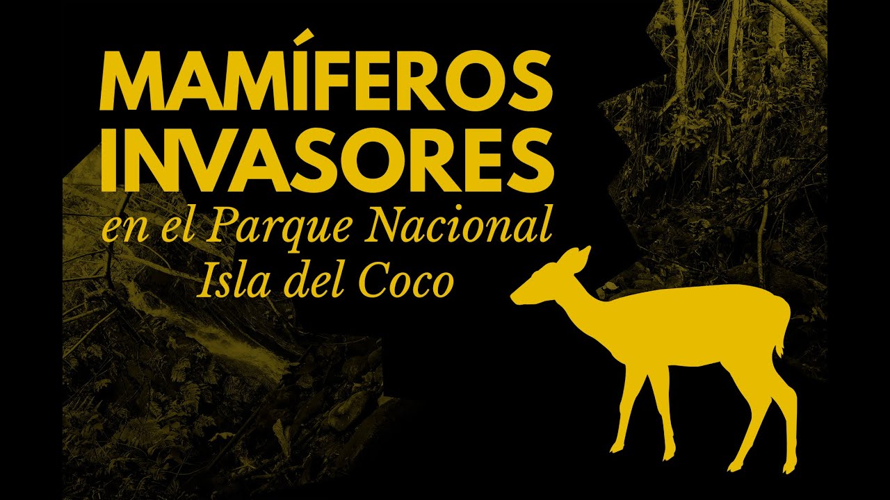Mamíferos invasores en la Isla del Coco  | Dominio documental 