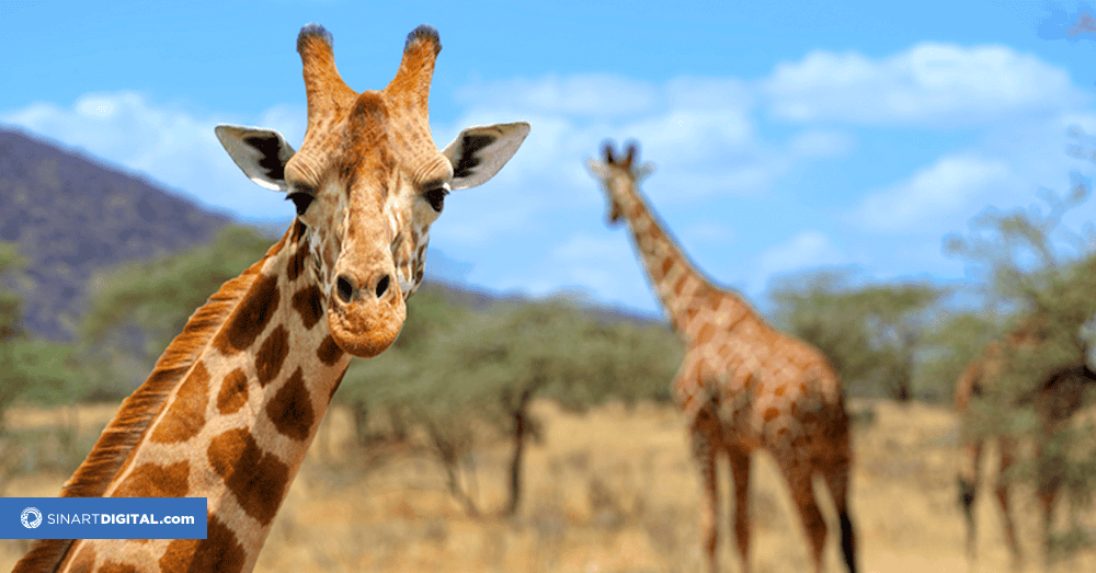  ¿Cómo se comunican las jirafas?