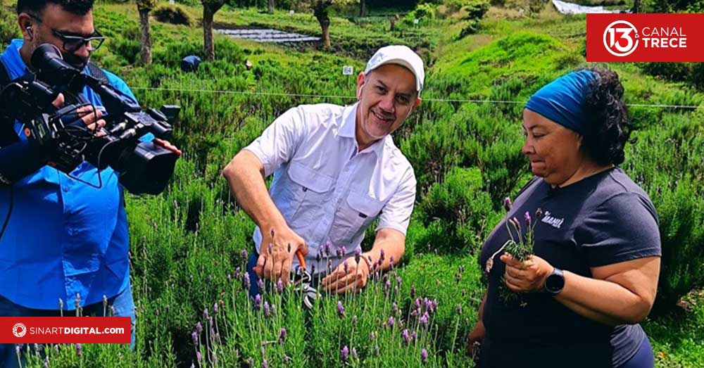 Conocimos un campo de lavanda 