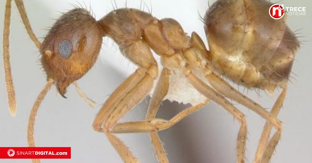 MAG autoriza uso temporal de químicos para combatir plaga de la hormiga loca