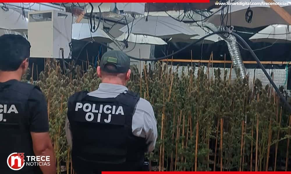 Mamá e hijos lideraban banda que producía y vendía marihuana hidropónica