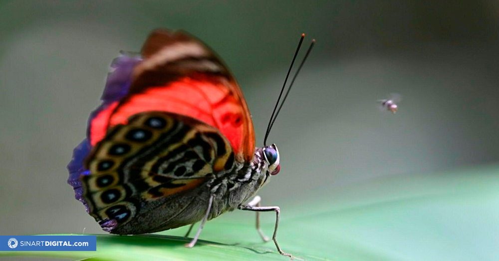 Mariposas, joyas aladas que permiten medir el cambio climático en Ecuador