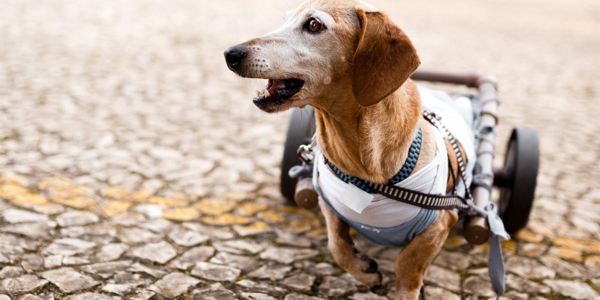 Cuidados de las mascotas con discapacidad 