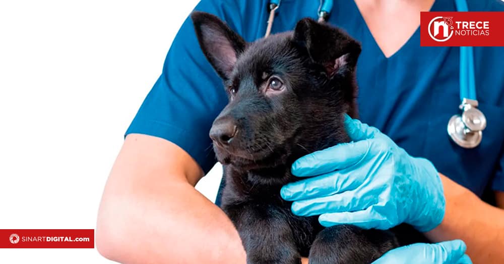 Viernes de mascotas en Coronado 