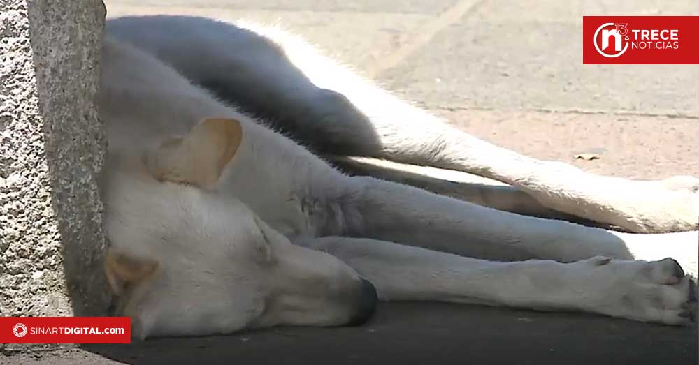 No lleve mascotas a la romería
