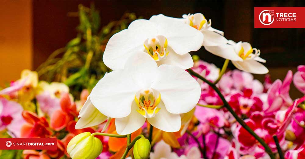 Museo de los Niños ofrece plantas y detalles para mamá 