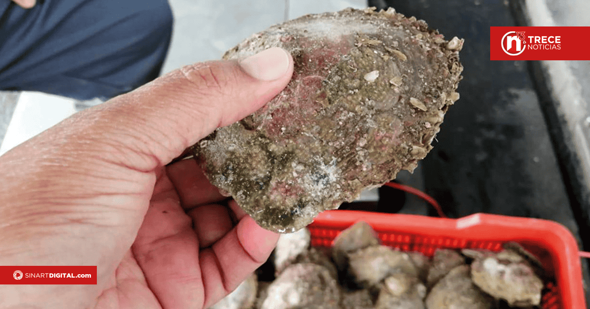 Prohiben consumo de moluscos por marea roja 