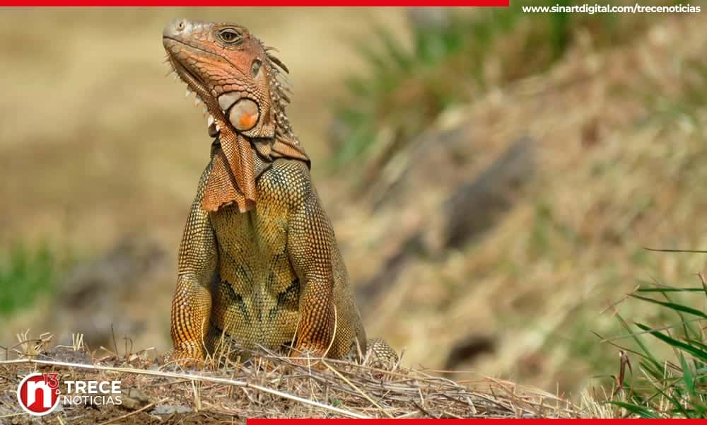 Zorros y garrobos... Los visitantes más peculiares del aeropuerto Juan Santamaría 