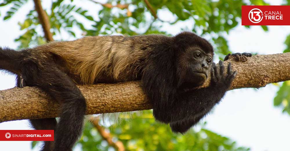 Monos de Costa Rica | Dominio documental 