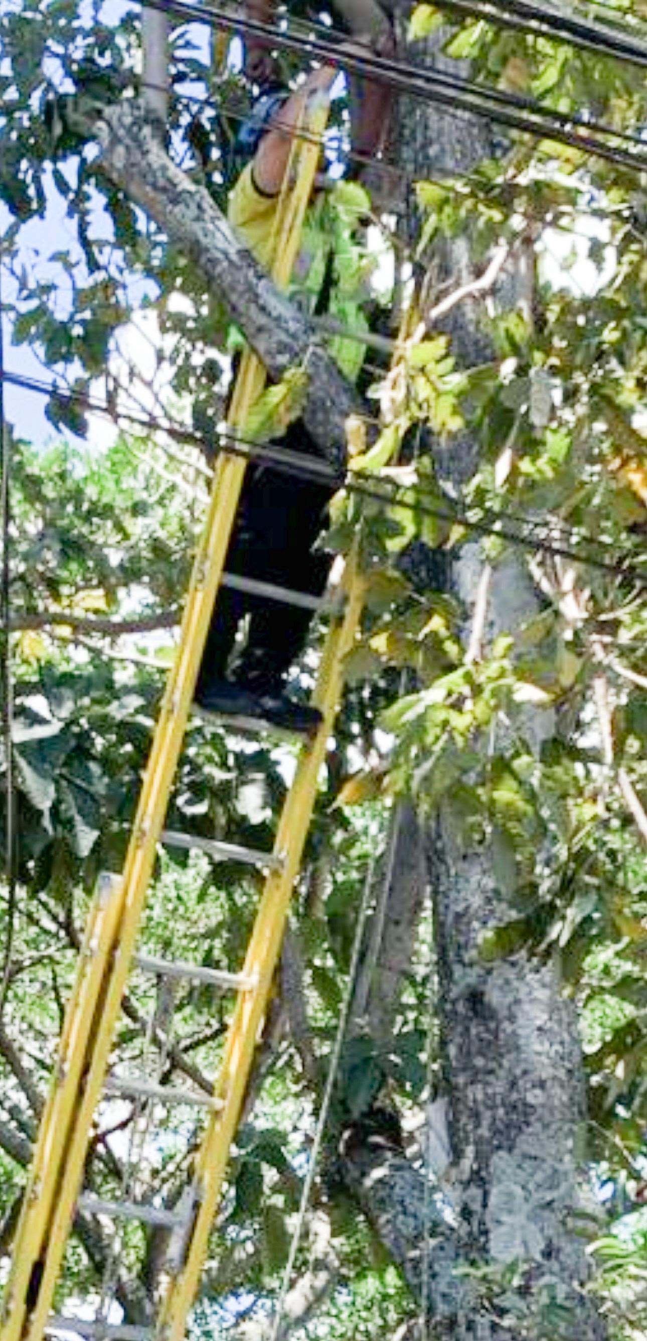 Podando árbol fallece