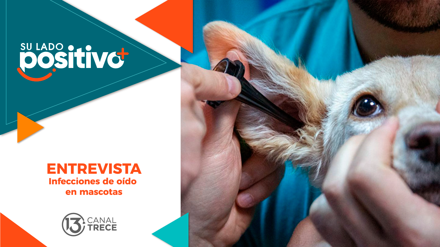 Entrevista Infecciones de oído  en mascotas | Su lado Positivo