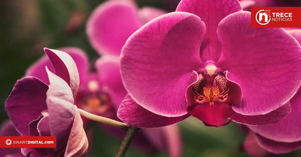 Ajustes fitosanitarios favorecerán exportación de orquídeas