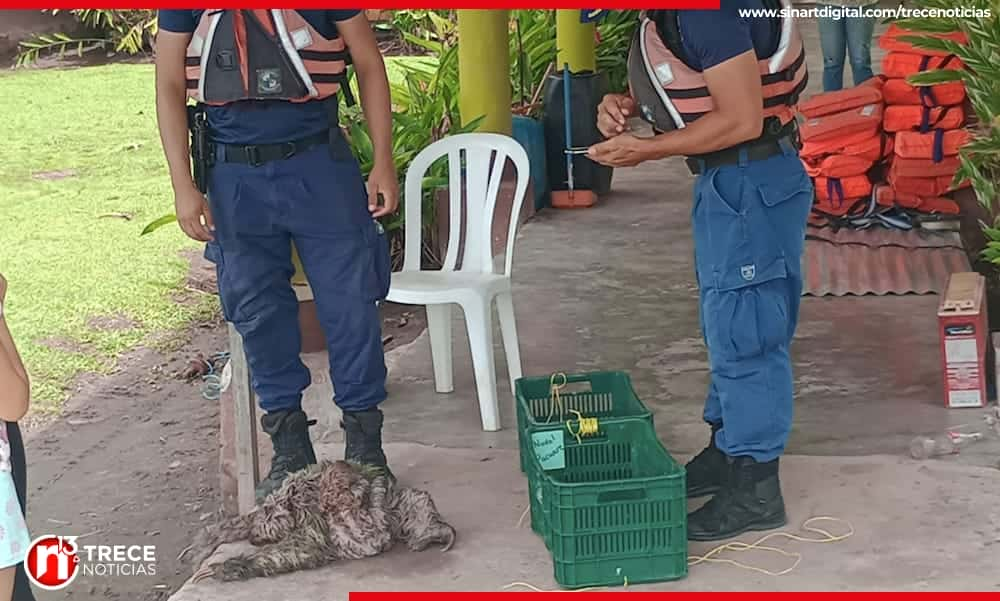 Guardacostas y residentes rescatan a una osa perezosa y su cría tras caída desde gran altura