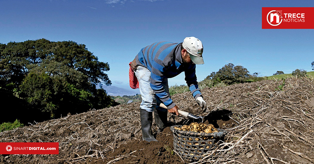 MAG propone tecnificar cultivos de papa y cebolla
