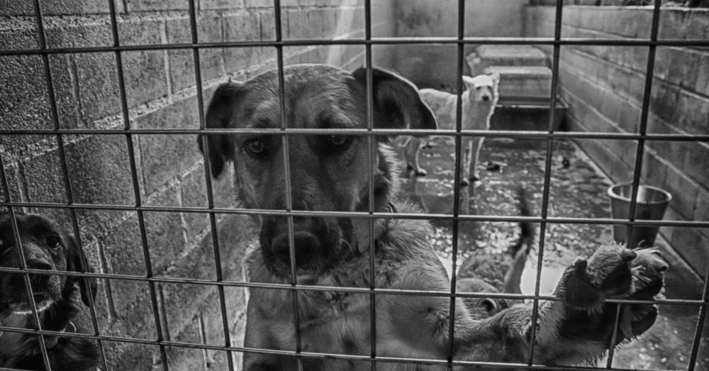 Junio y Julio reportan un 30% más de mascotas abandonadas en refugios