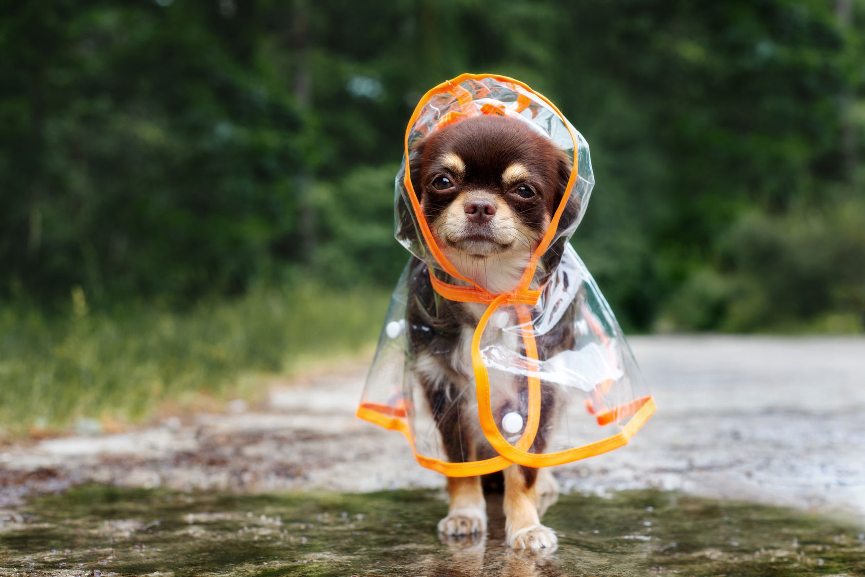 Mascotas están expuestas a altos niveles de estrés durante las lluvias y rayerías 