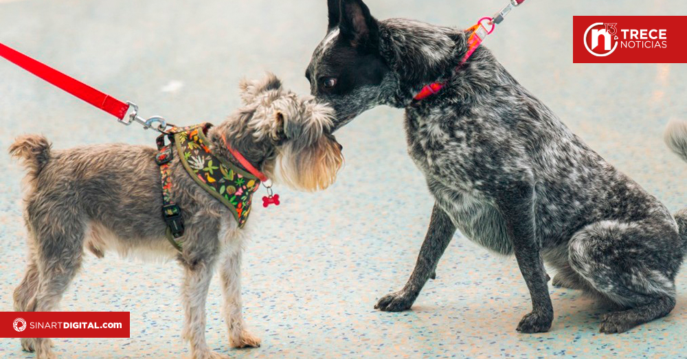 Expo Mascotería regresa el fin de semana a Oxígeno