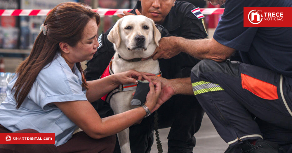Los perros de rescate tailandeses prestan también apoyo emocional